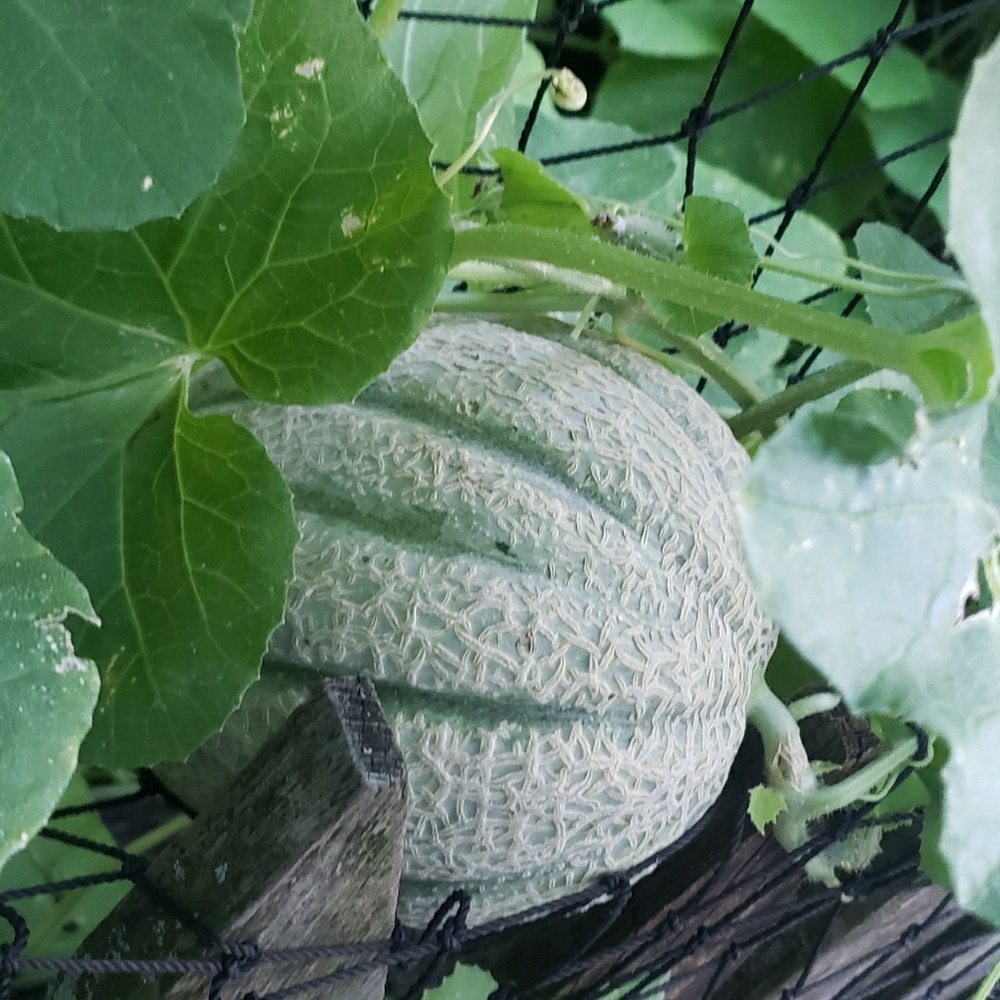 Meet your Posher, Lynn